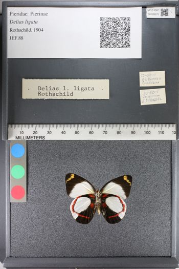 Media type: image;   Entomology 128270